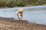 LABRADOR 200